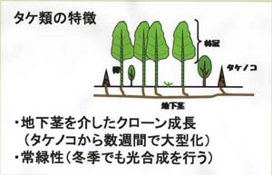 さらに、タケ類の材積量が増すにつれて、森林の土壌表層の水分量や栄養塩濃度が低下することが分かってきました。